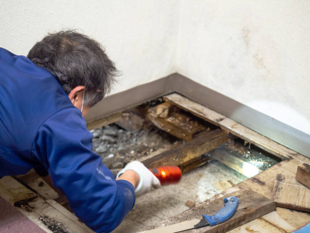 Best Attic Mold Removal  in Mastic Beach, NY