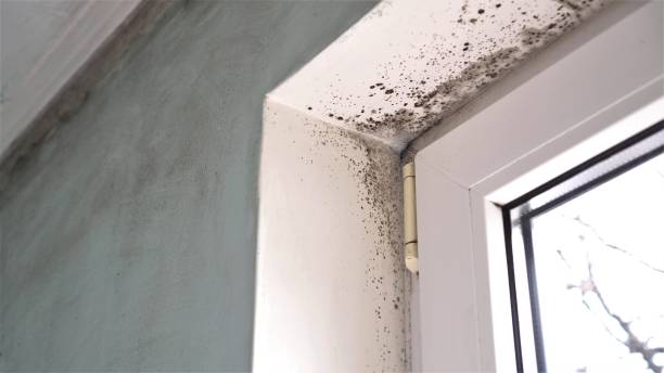 Best Attic Mold Removal  in Mastic Beach, NY