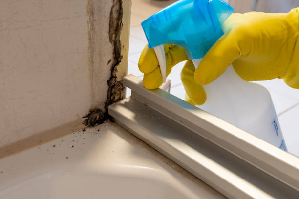 Best Toxic Mold Removal  in Mastic Beach, NY
