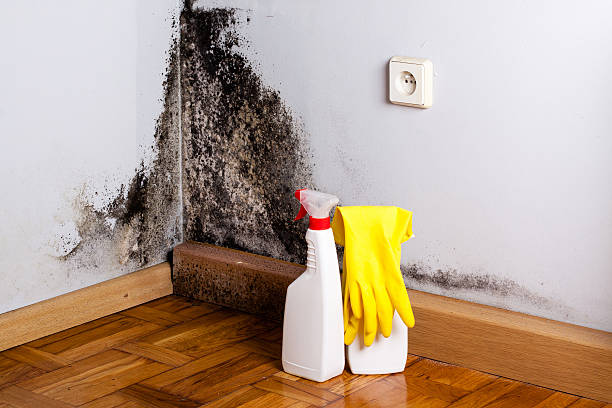Best Crawl Space Mold Removal  in Mastic Beach, NY